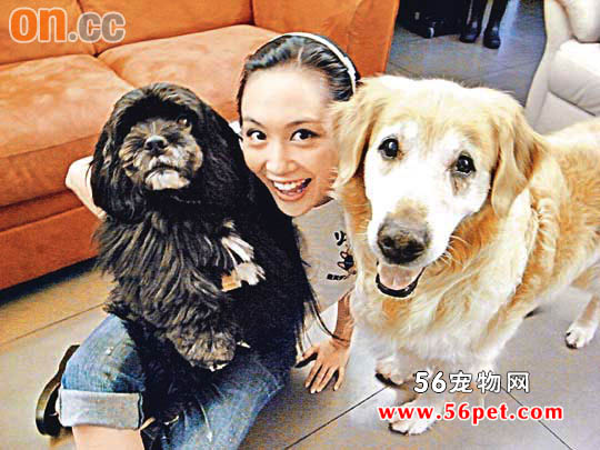 朱茵等为动物推出慈善专辑 收益捐予兽医协会-狗狗资讯