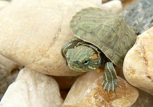 宠物乌龟呛水状况预防治疗-龟龟健康
