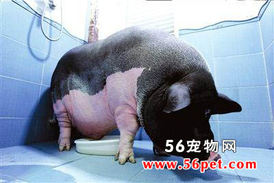 体重300斤宠物猪定时大小便酷爱洗澡-异宠动态