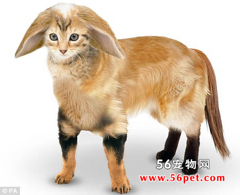 英国设计完美宠物 猫脸兔子耳猎犬身-异宠动态